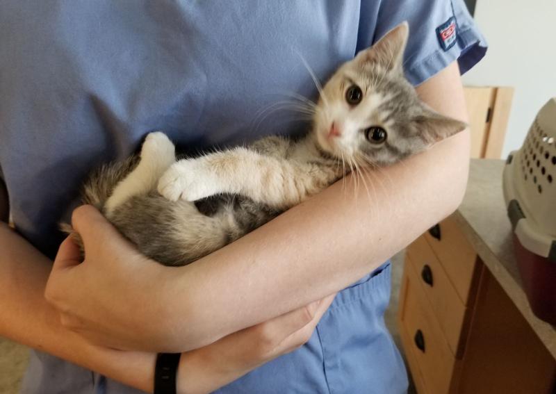 Carousel Slide 13: Staff holding kitten